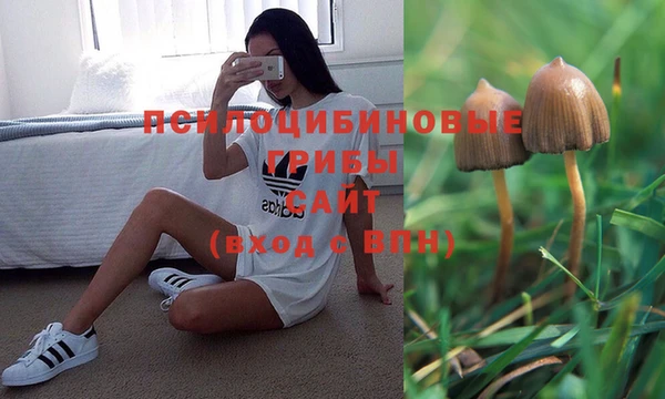 сатива Сосновоборск
